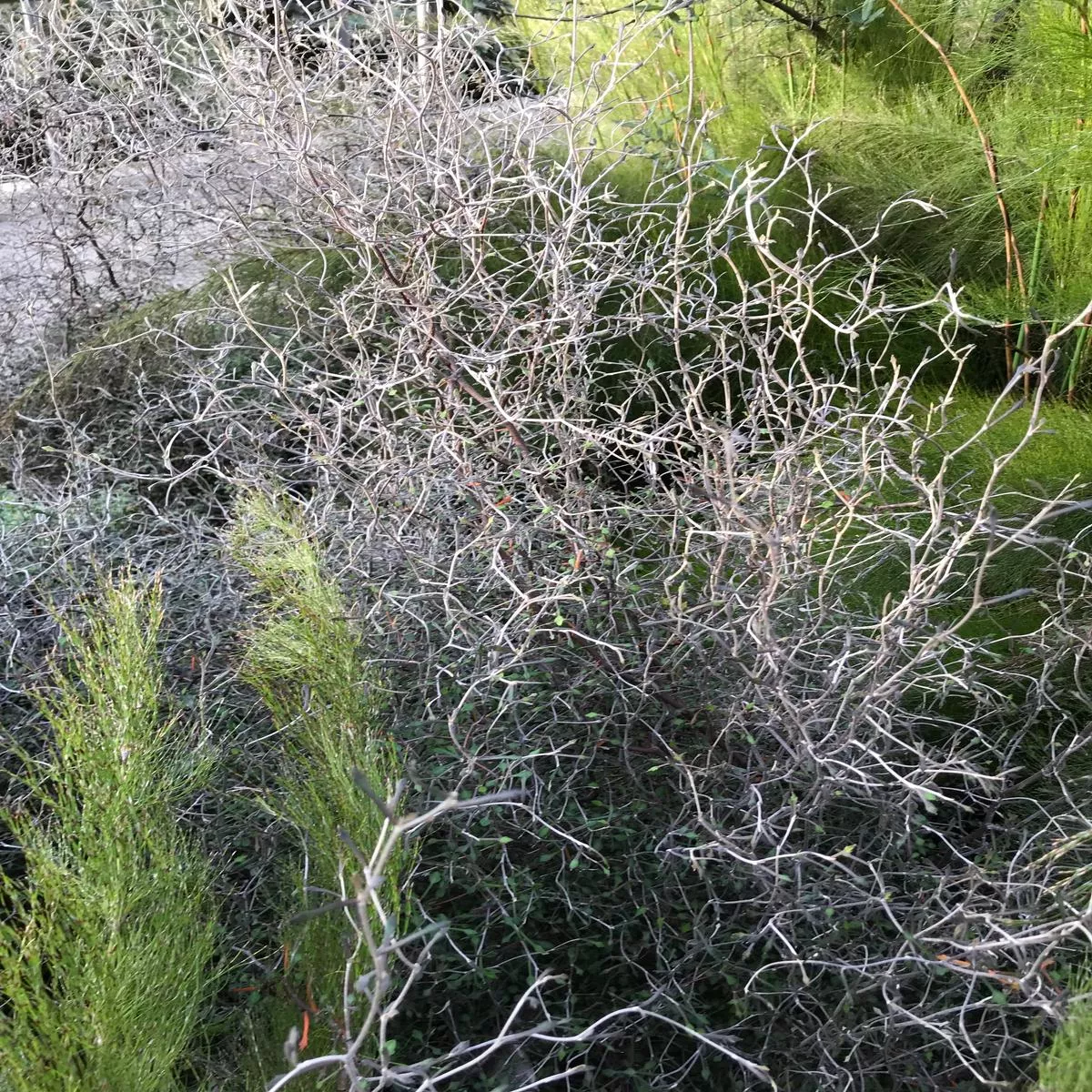 Corokia cotoneaster’Devil ’s Smoke ’