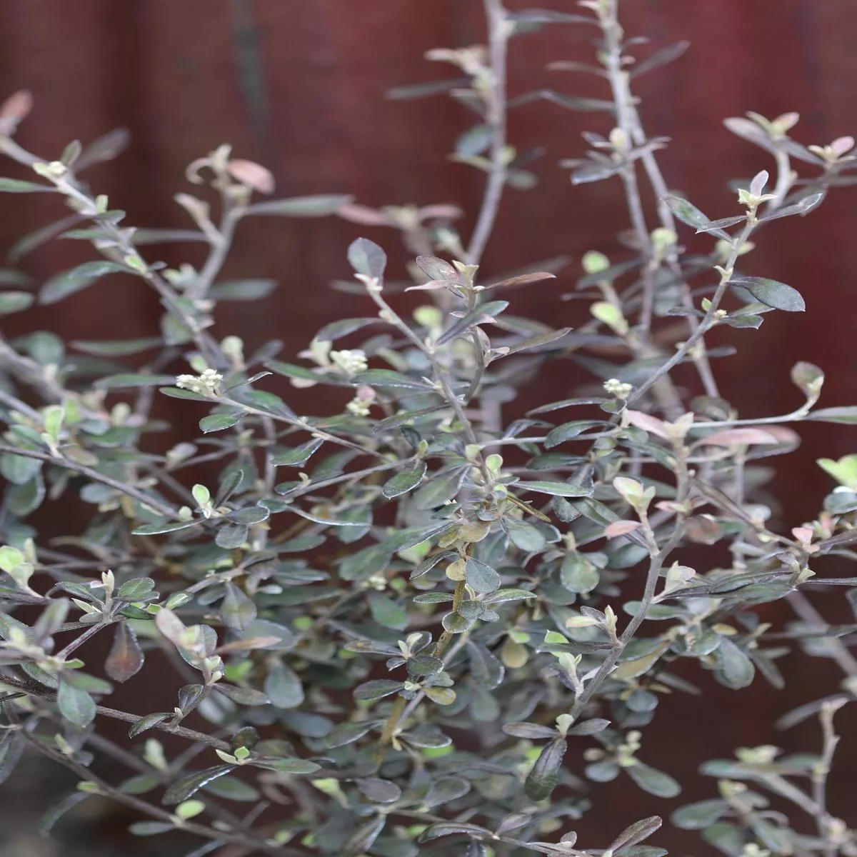Corokia x virgata’Phantom ’