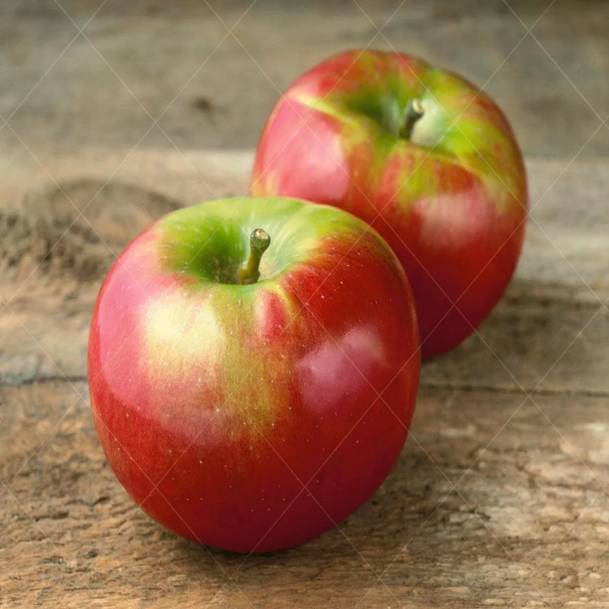 Cortland Apple Dwarf Tree