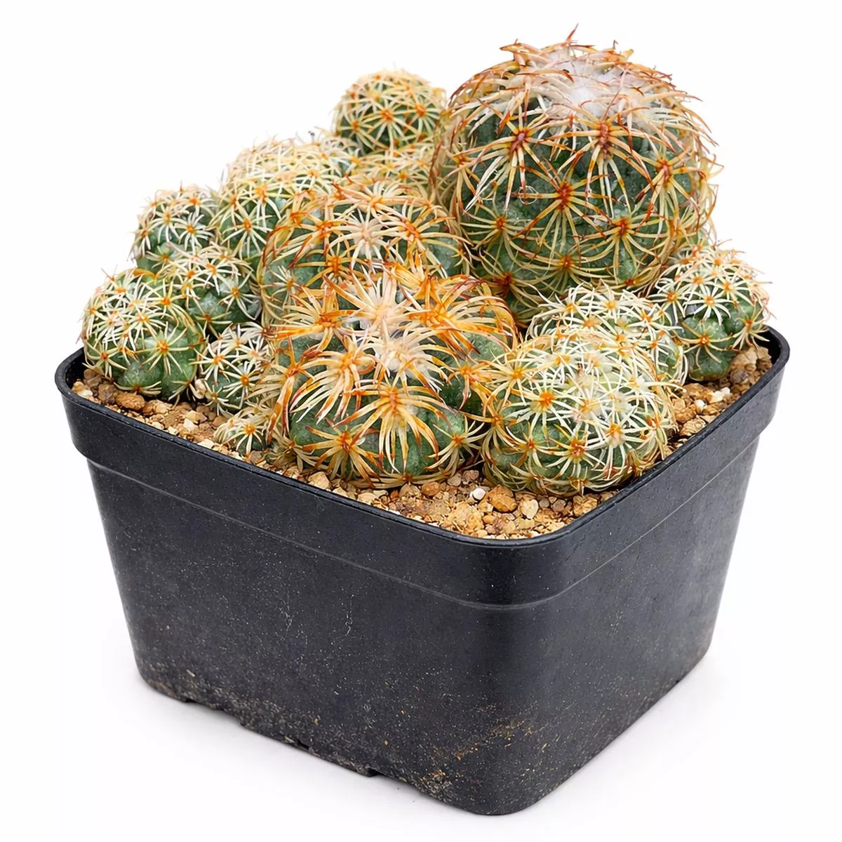 Coryphantha retusa SEEDS