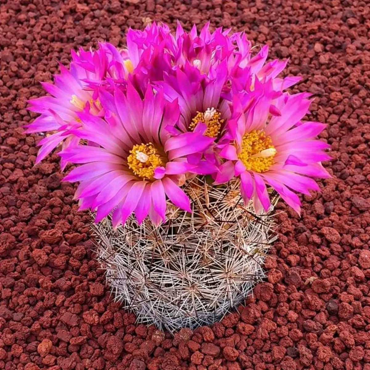 Coryphantha vivipara SEEDS