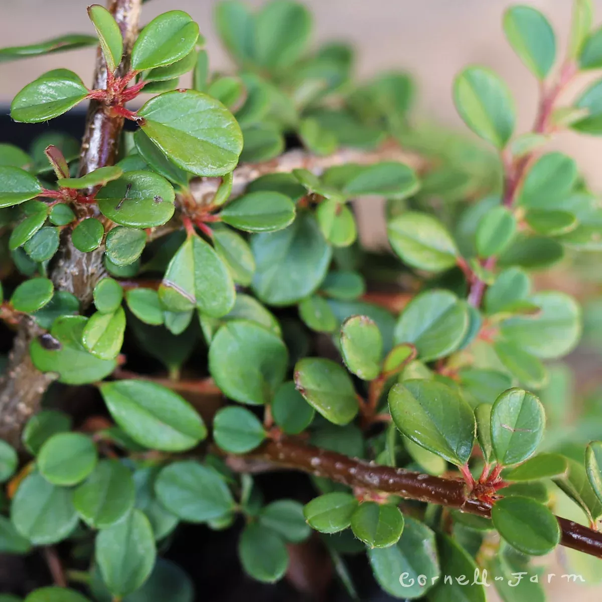 Cotoneaster dammeri 1gal