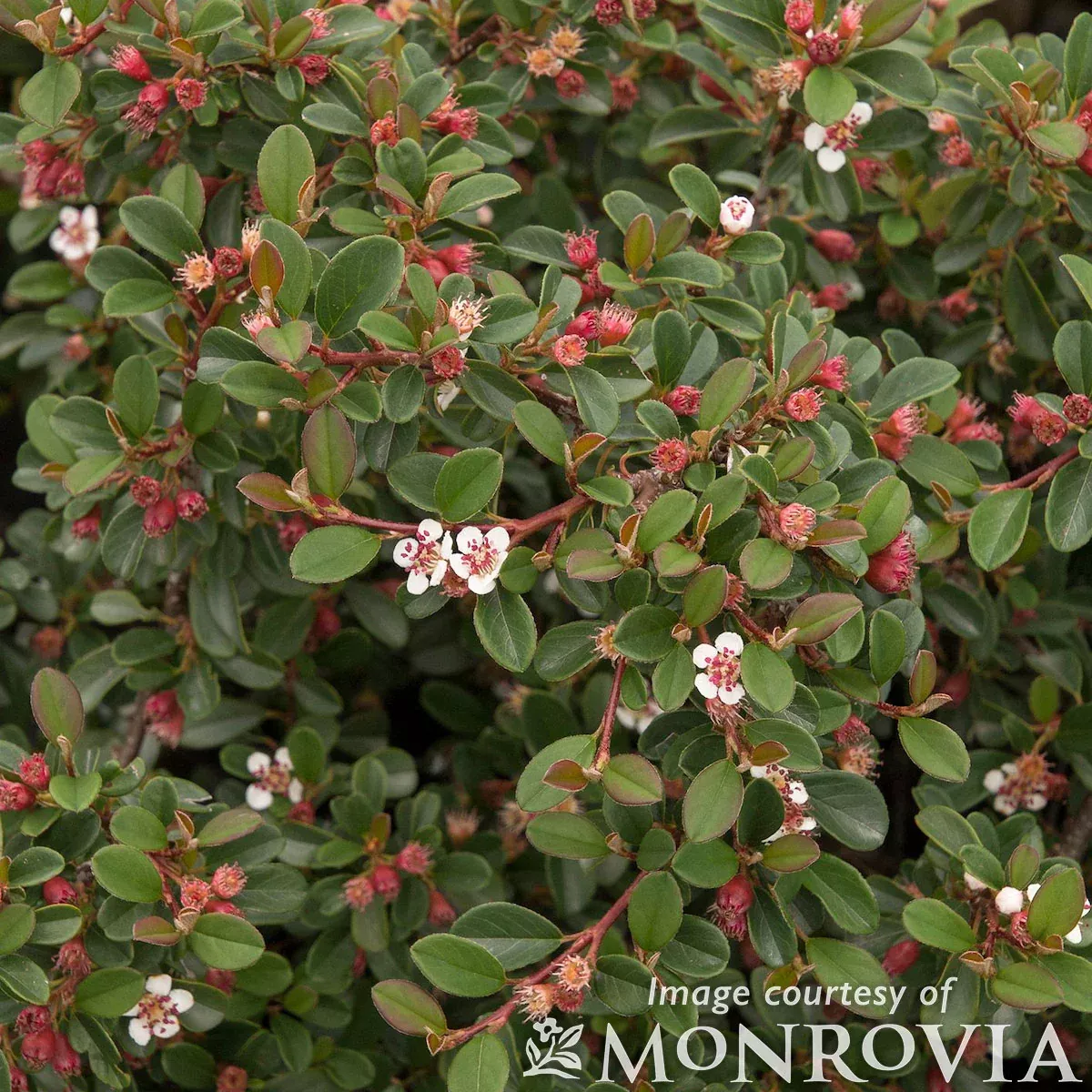 Cotoneaster Streibs Findling 2gal