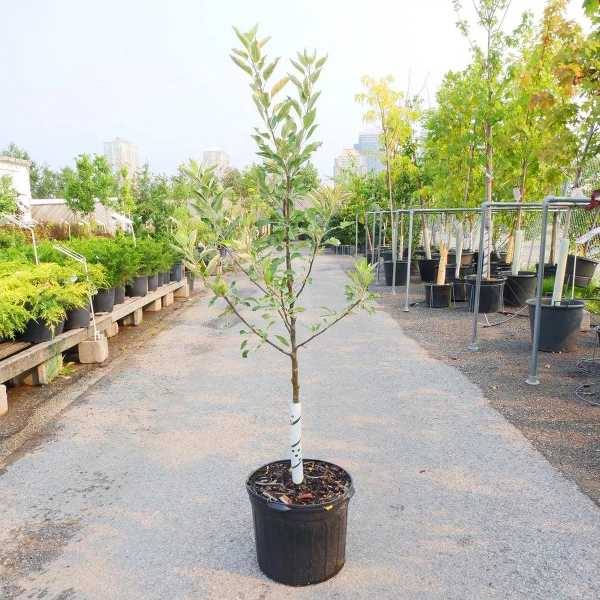 Cox Orange Pippin Apple Dwarf Tree