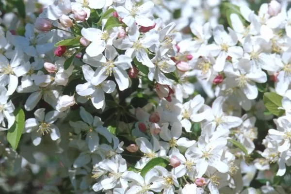 Crabapple (Evereste)