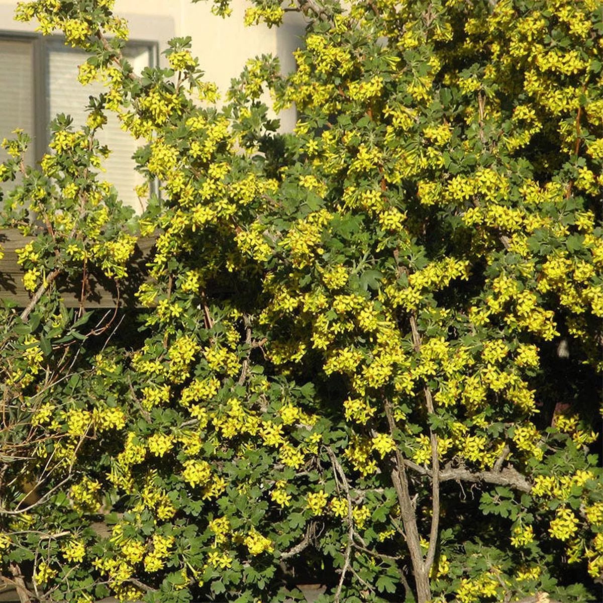 Crandall’s Clove Scented Currant (Ribes)