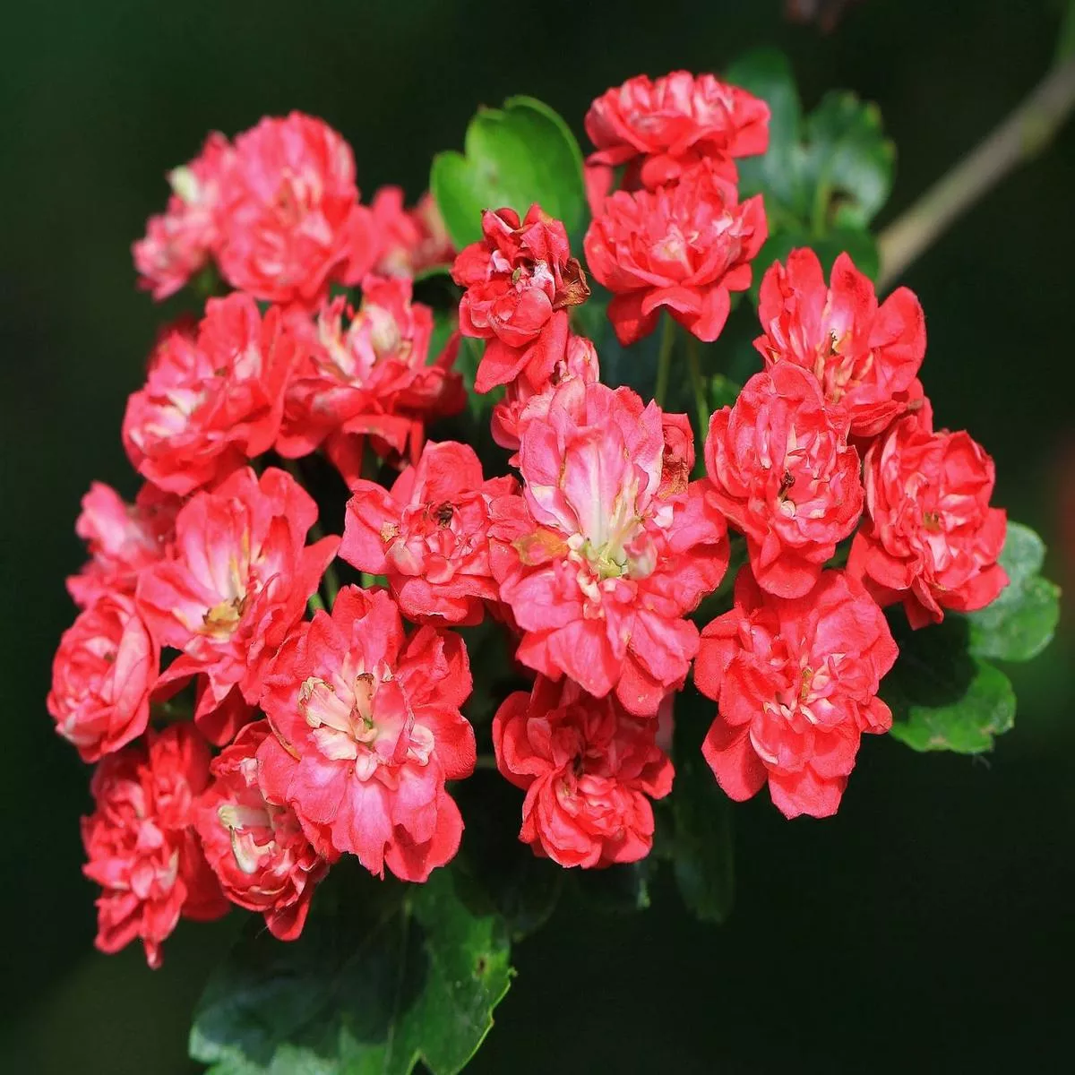 Crataegus laevigata