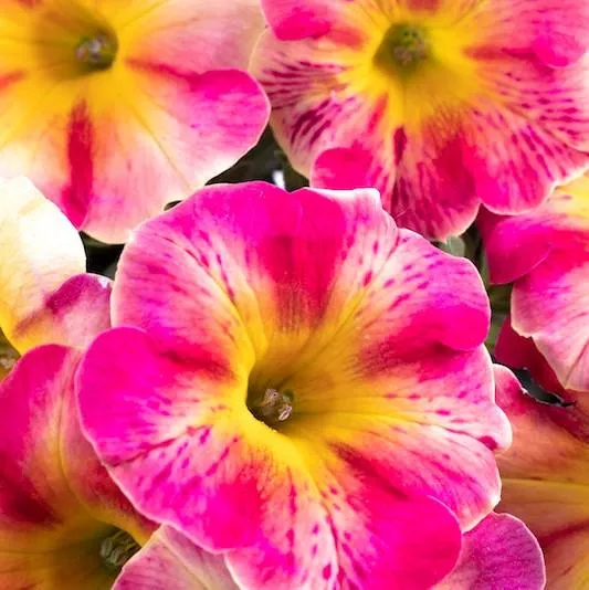 Crazytunia Peach Bellini Petunia