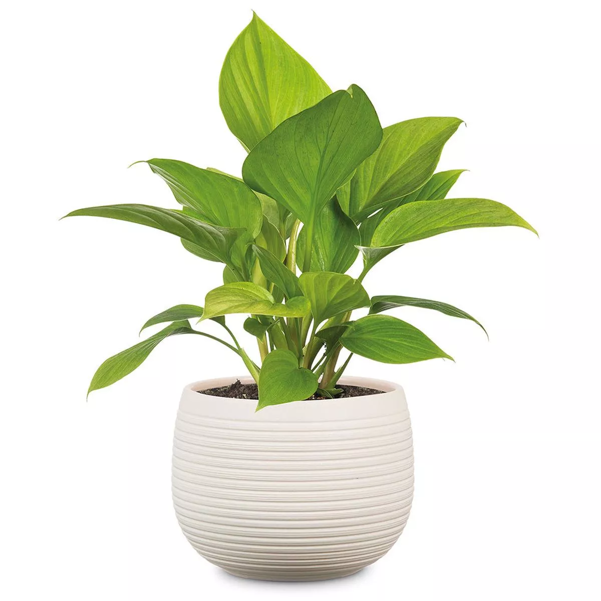 Cream Stone Pot