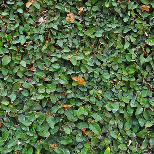 Creeping Fig – 1 Gallon Staked