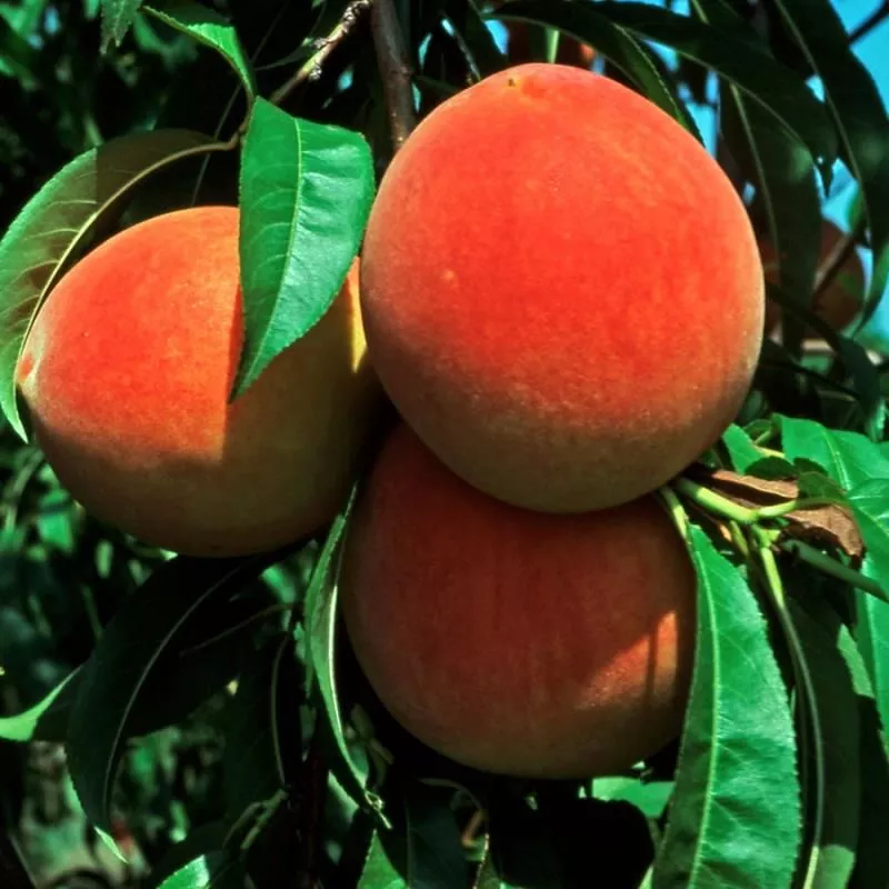 Cresthaven Peach Tree