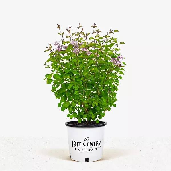 Crimson Doll™ Lilac