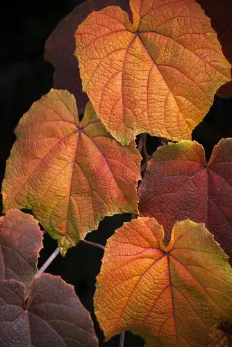 Crimson Glory Vine – 1 Gallon Pot