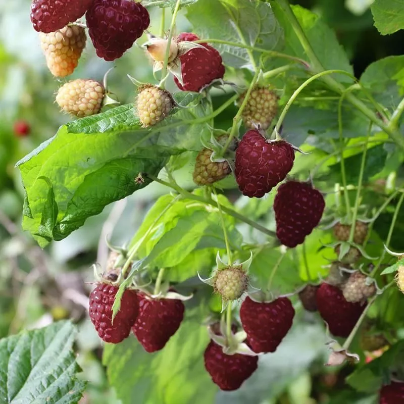 Crimson Night Raspberry Plant