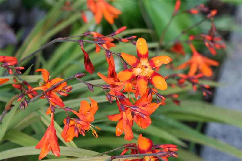 Crocosmia ‘Emily McKenzie’