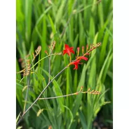 Crocosmia Lucifer 2 Gallon