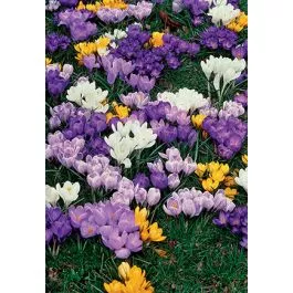 Crocus Large Flowering Mix 15PK