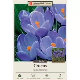 Crocus Remembrance 12PK