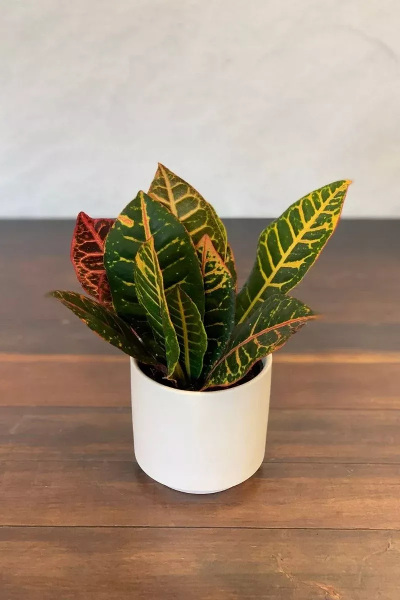 Croton, Petra 4"