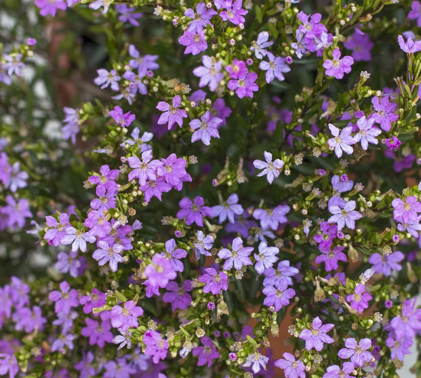 Cuphea Mexican Heather Lavender