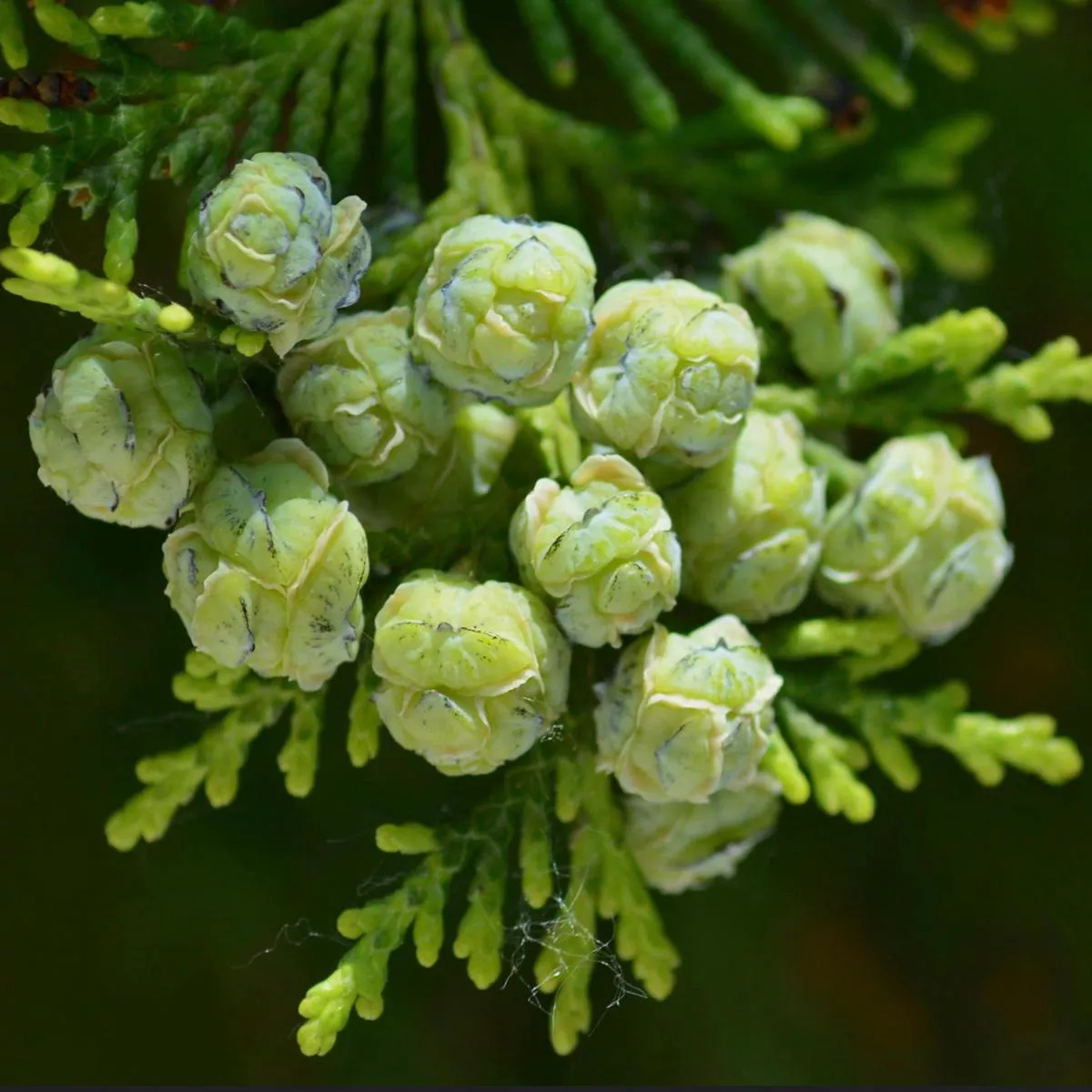 Cupressus macrocarpa