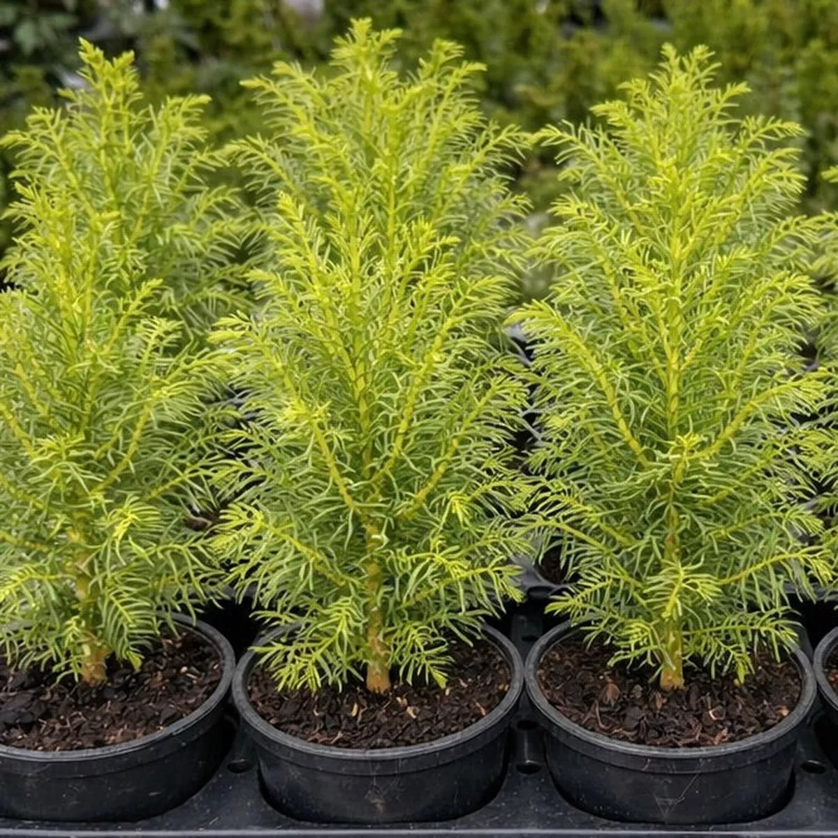 Cupressus vietnamensis