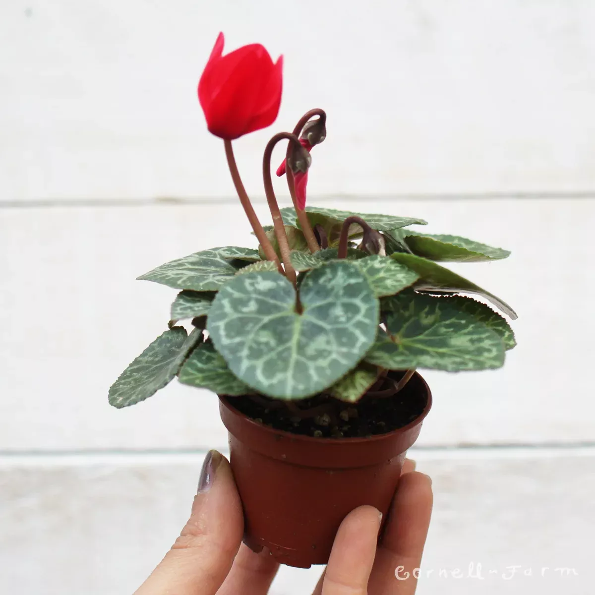 Cyclamen 2in Red Flower