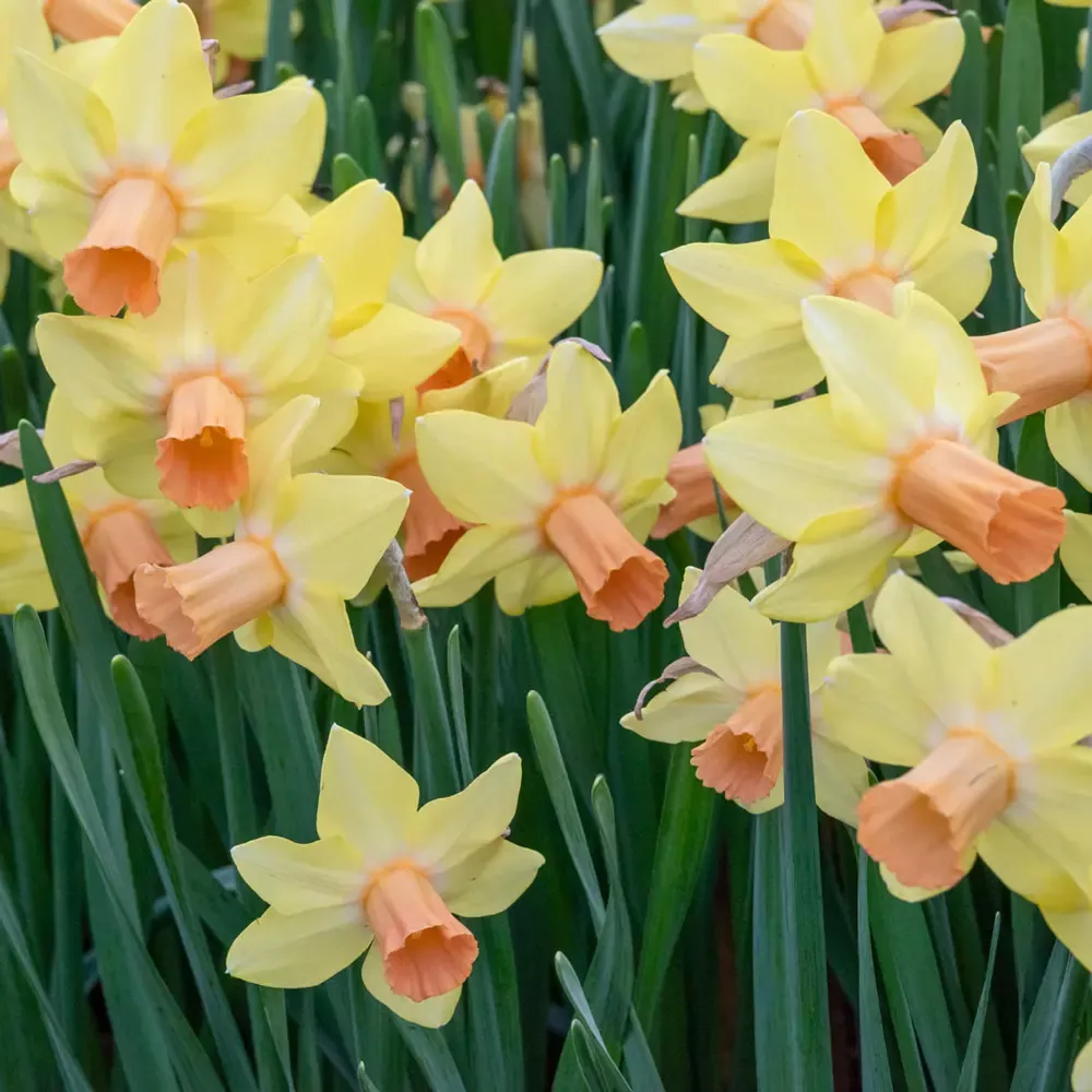 Cyclamineus Daffodil Fidan