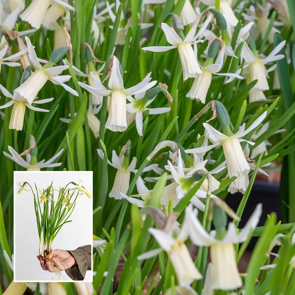 Cyclamineus Daffodil Snipe