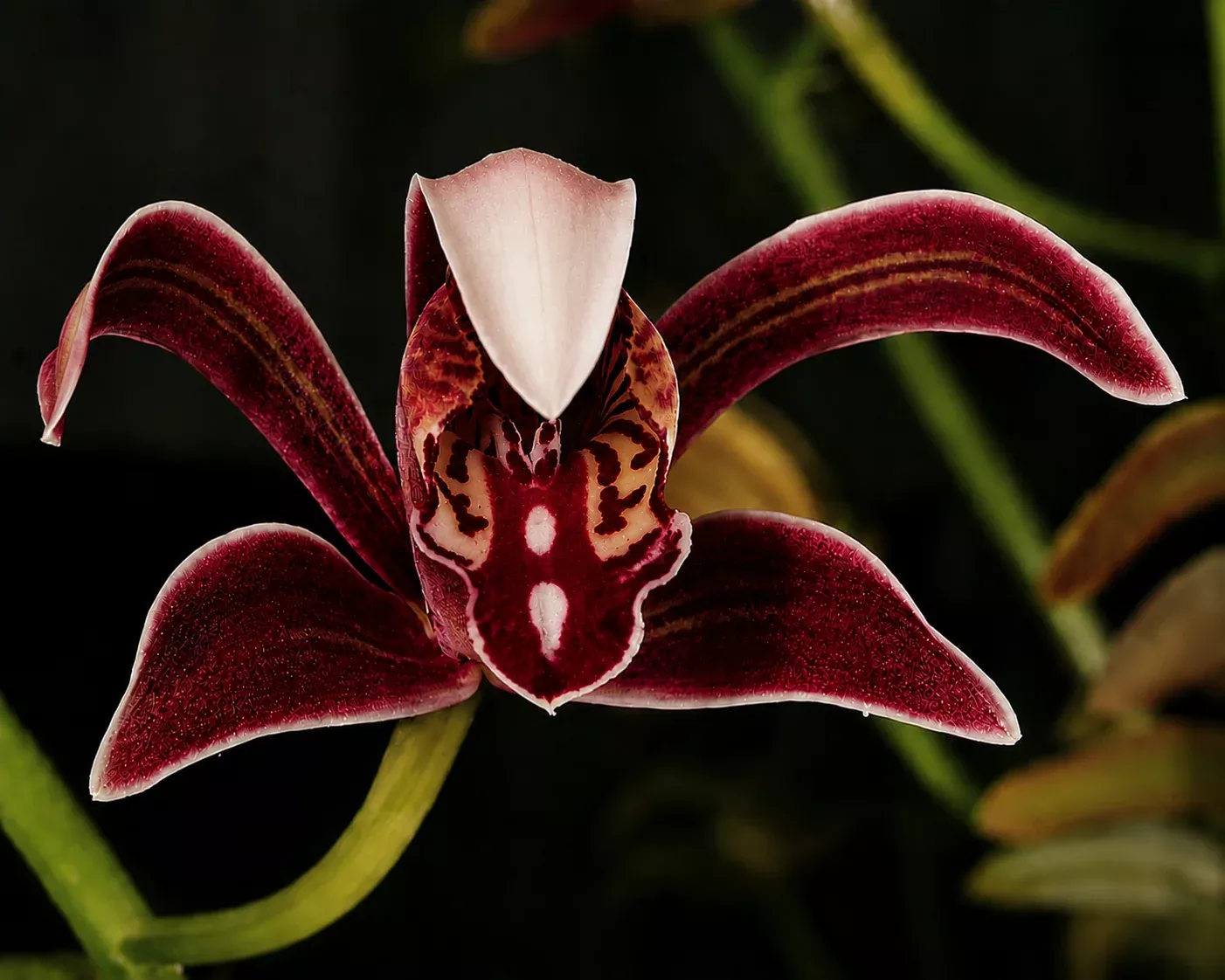 Cymbidium erythraeum 'Red Lip'