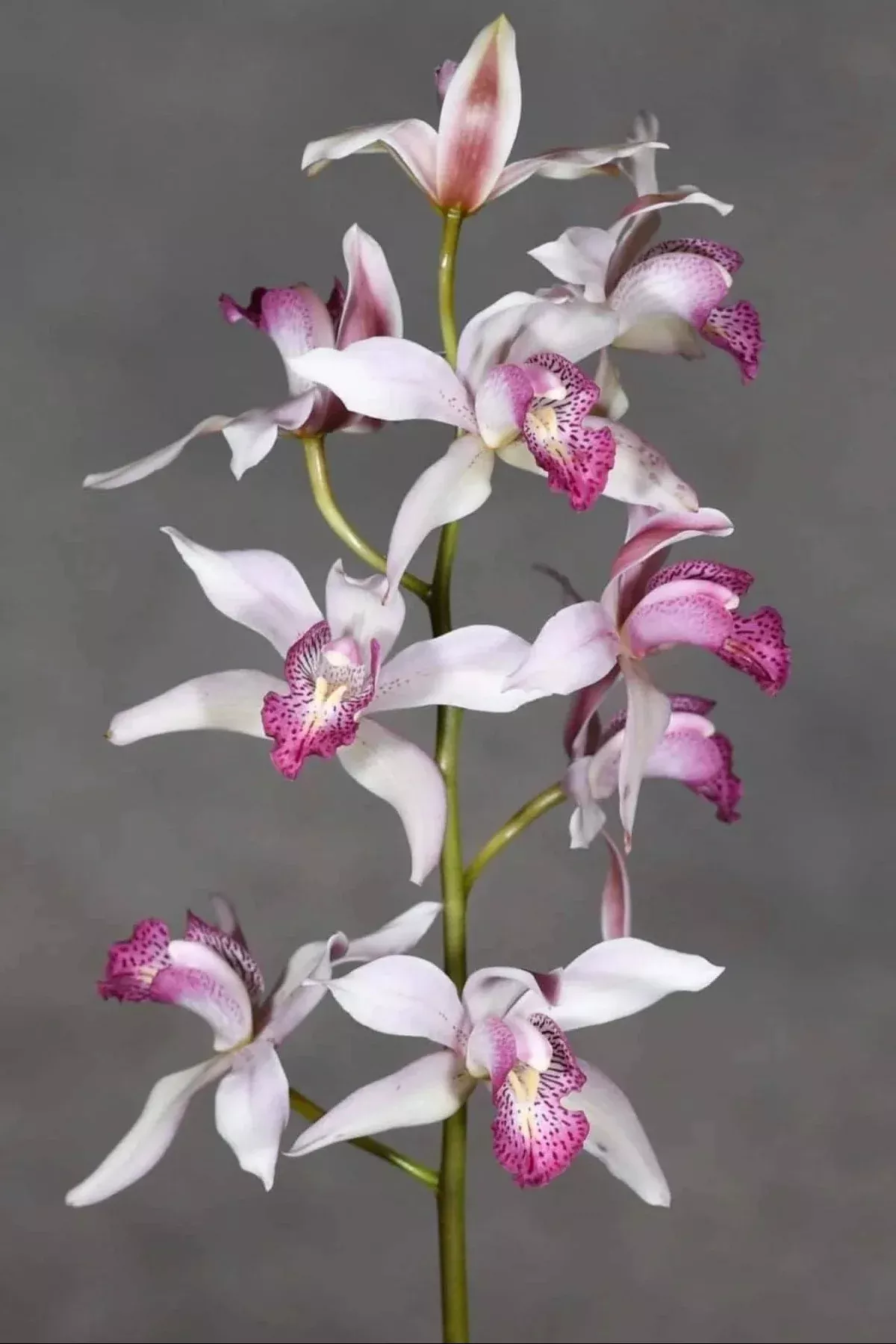 Cymbidium insigne subsp. seidenfadenii
