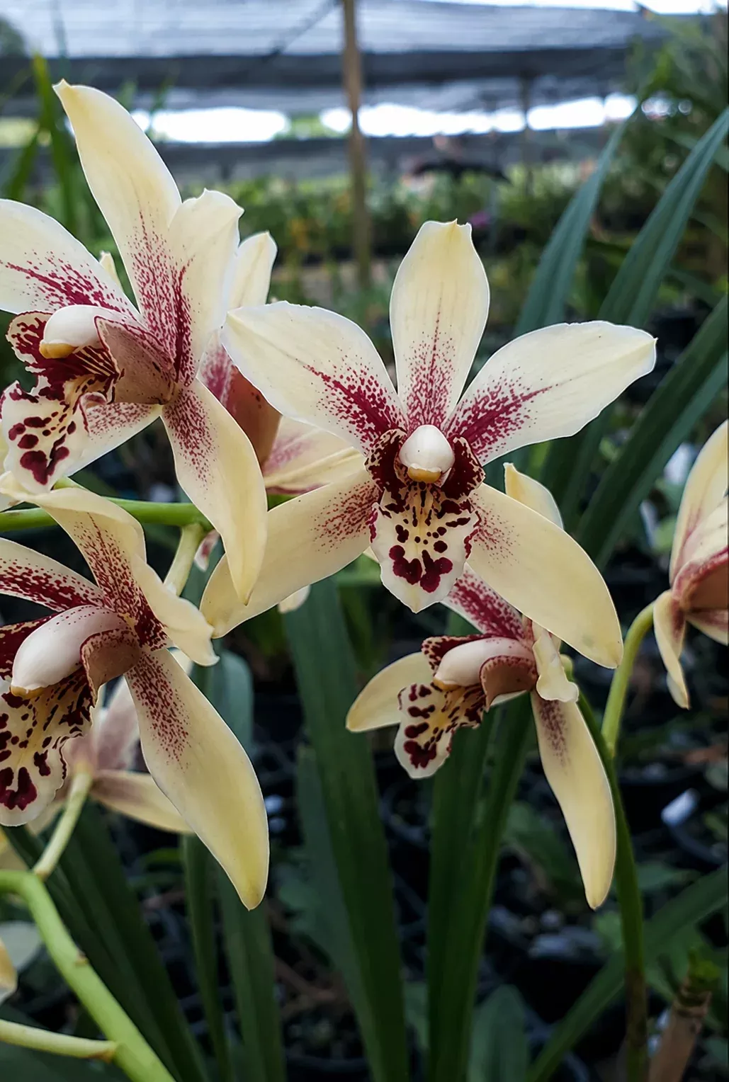 Cymbidium Suan Luang '#1'