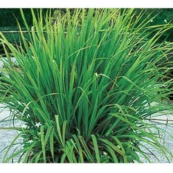 Cymbopogon citratus ‘Lemon Grass’