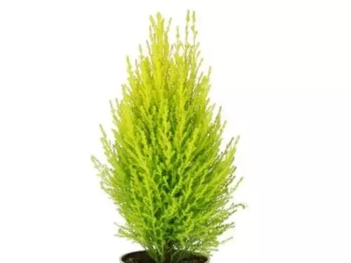 Cypress Lemon