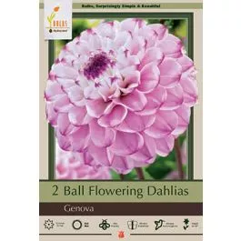 Dahlia Ball Genova 2PK