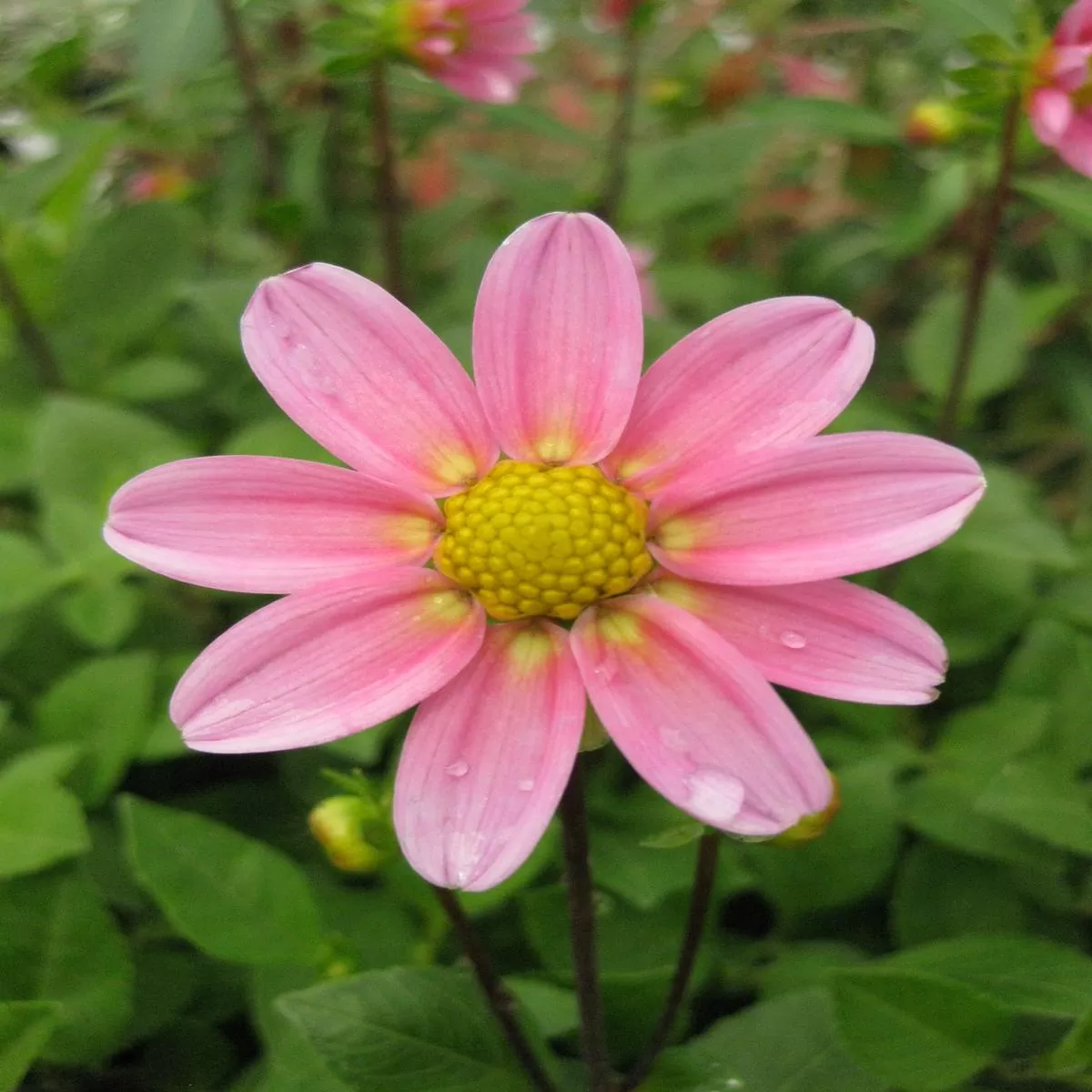 Dahlia’Bonne Esperance ’