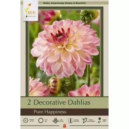 Dahlia Deco Pure Happiness 2PK