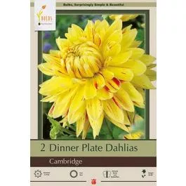 Dahlia Dinner Plate Cambridge 2PK