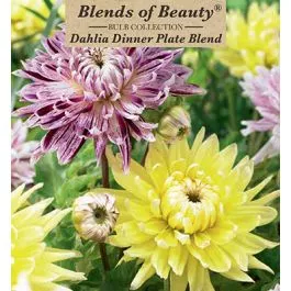 Dahlia Dinner Plate Combo 3PK