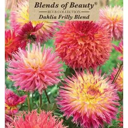 Dahlia Frilly Blend 3PK