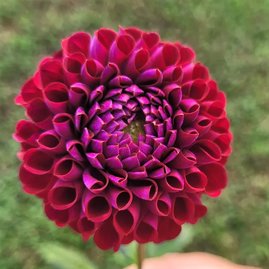 Dahlia Ivanetti