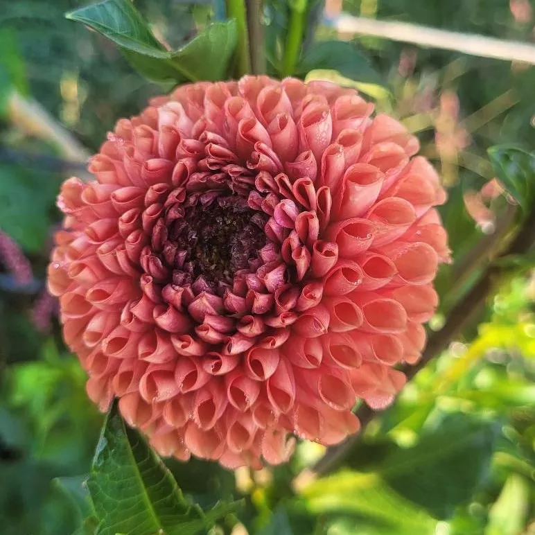 Dahlia Jomanda