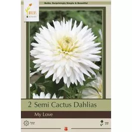 Dahlia My Love 2PK