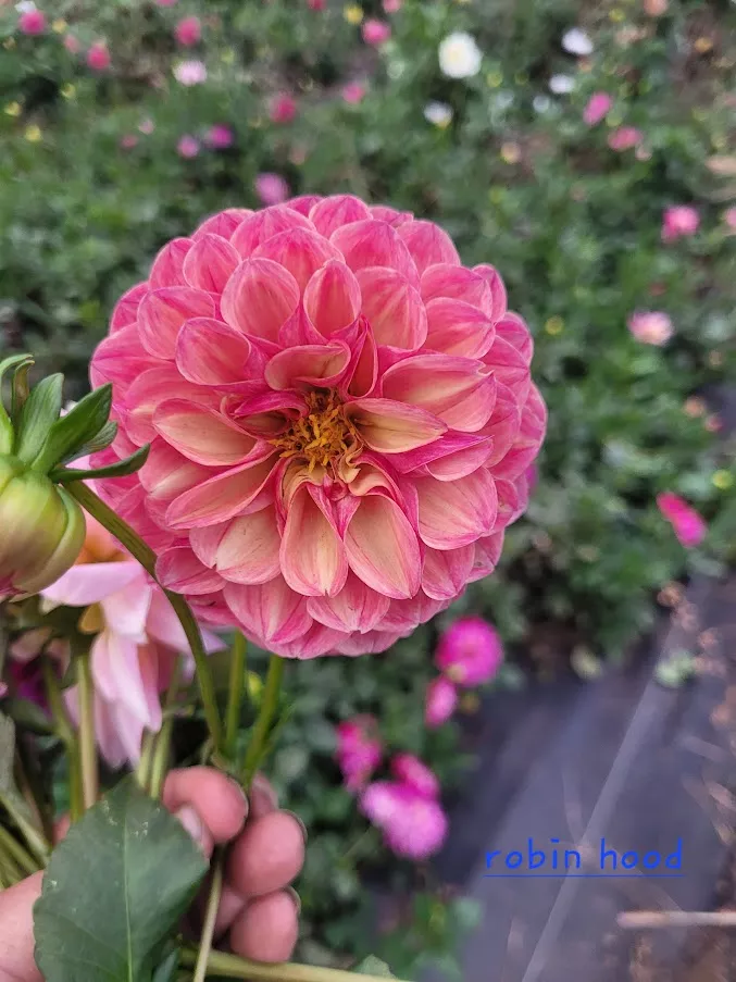 Dahlia Robin Hood