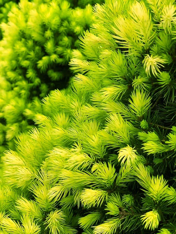 Daisy’s White Alberta Spruce