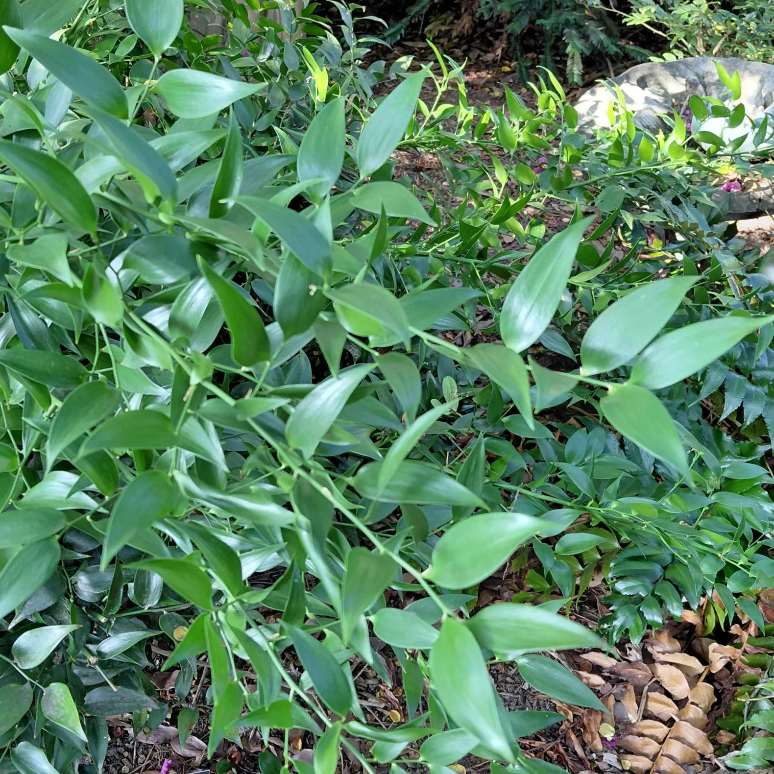 Danae racemosa