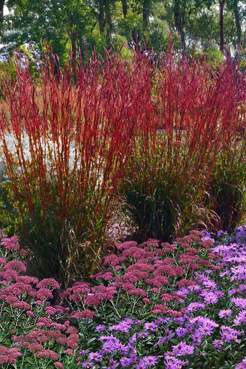 Dancing Wind Big Bluestem Grass - 6 Pack of 1 Gallon Pots
