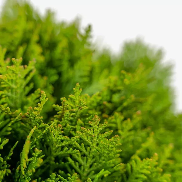 Danica Globe Thuja Arborvitae