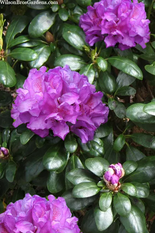 Daphne Leaf Rhododendron (Daphnoides) - 1 Gallon Pot