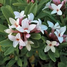 Daphne x transatlantica ‘Blafra’